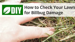 How to Check Your Lawn for Billbug Damage [upl. by Auhsuoj]