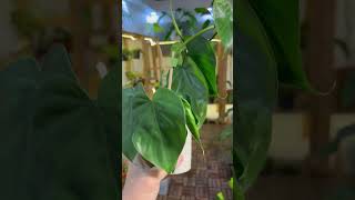 philodendron scandens green انتاج محمية صديق البيئة [upl. by Gagnon]