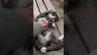 A cat laying on a bench with a persons hand shortsfeed cutecats catlover shortvideo shorts [upl. by Diskin143]