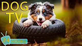 DOG TV The Best Entertaining Video for Dogs  Keep Your Dogs Happy and Relax When Home Alone [upl. by Nelon]