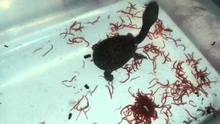 Chelodina siebenrocki Feeding Frozen Blood Worm [upl. by Danila]