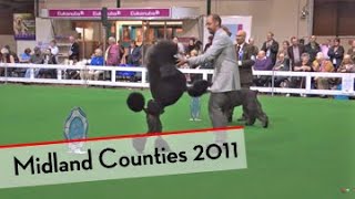 Highlights of Midland Counties Dog Show 2011 [upl. by Joseph832]