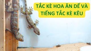 Tắc Kè Hoa Ăn Dế Và Nghe Tiếng Tắc Kè Kêu  Tokay Gecko Eat Crickets And Gecko Sound Effect [upl. by Maribeth]