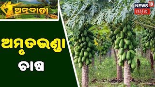 Annadata  Papaya Farming Methods And Techniques  July 29 2019 [upl. by Nylesor309]