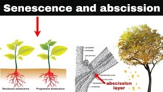 senescence and abscission in plants [upl. by Fishback]