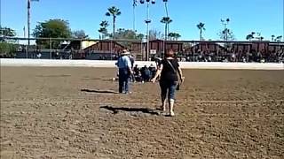 CLYDESDALE Trip and Fall Unbelievable [upl. by Nnoj]