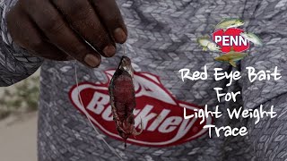 Red eye bait for light weight trace [upl. by Alleiram141]