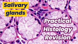 Practical oral histology revision Salivary glands [upl. by Erreid168]