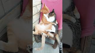 Cats love romance 💕😍😍🥰🥰  dono billi ka pyar wala video so romance [upl. by Sarita]