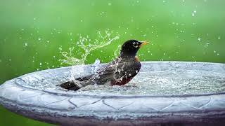 10Minute Rain and Birdsong Music for Relaxation Meditation and Sleep [upl. by Vashti]