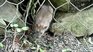 Brown Rat vs Squirrels8232012 [upl. by Ely435]