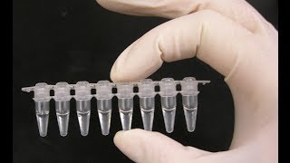 PCR optimization  PCR technique [upl. by Genaro658]