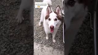 Pure White Husky Vs Piebald Huskies [upl. by Rtoip]