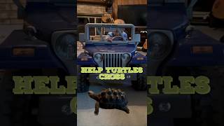 See a turtle in the road help it cross in the same direction 🐢🚨 turtles reptile jeep shorts [upl. by Mickie448]