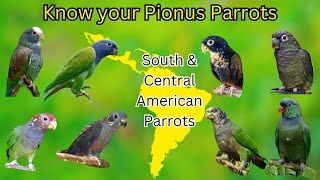 Know your Pionus Parrot  All 8 Species of Pionus  Pionus Parrots details  South American Parrots [upl. by Essile]