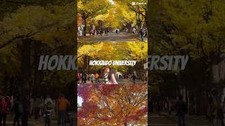 Hokkaido University in Autumn Gingo Avenue Nattyhokkaidoandaround [upl. by Lucila]