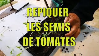 Repiquer ses semis de tomates [upl. by Schellens]