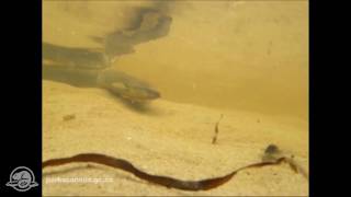 Kouchibouguac National Park of Canada American Eel [upl. by Llertal]