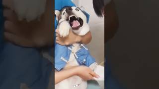 Dog injection dairy funny funnupets dogs [upl. by Eneluqcaj]