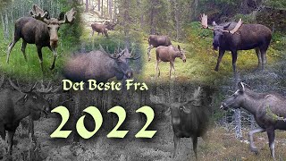 Viltkamera  Det Beste Fra 2022 Sesongen [upl. by Lingwood570]