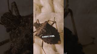 Stinkbugs dont always stink  Insect Discovery  shorts stinkbugs funfacts fascinating [upl. by Odinevneib286]