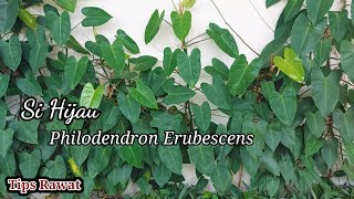 Mengenal lebih dekat dengan philodendron erubescens  tips merawat philodendron [upl. by Airehtfele]