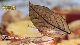 【4K】枯葉蝶Kallima inachusコノハチョウOrange Oakleaf [upl. by Ecnahs]