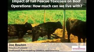 Impact of Tall Fescue Toxicosis on Beef Operations [upl. by Akoyin]