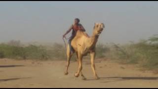 गूजरात के कच्छ की सबसे बडी ऊट रैस  camel racing [upl. by Hajan640]