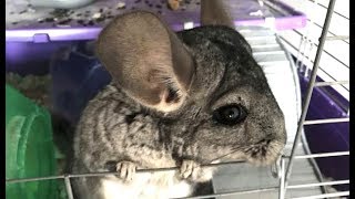 LIVE Chinchilla amp Other Adoptable Animals at Avian and Exotic Medicine in NYC  The Dodo [upl. by Lashondra959]