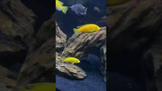 The African Cichlid Tank  Mbuna Community 🐠 [upl. by Inoliel]