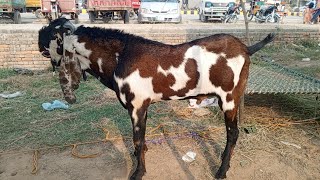 Mundre chatre  Beetle Gaban Bakriyan  Rajan puri Bakre  Or kattu Mall  Bakra Mandi updates [upl. by Tenaj]