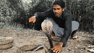 🐍Three Cobras Dance at Once for Flute Music Played by Snake Charmer [upl. by Aisyle]