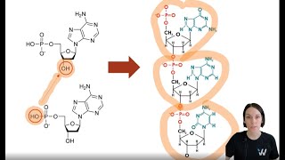 MCAT Biochemistry Nucleic Acid Structure [upl. by Eirrehs]