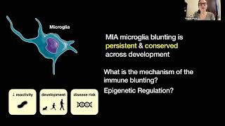 Lindsay Hayes Prenatal immune stress blunts microglia reactivity impairing neurocircuitry [upl. by Efal]