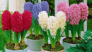 How to Plant Prepared Hyacinths WinterSpring Guide [upl. by Esnohpla]