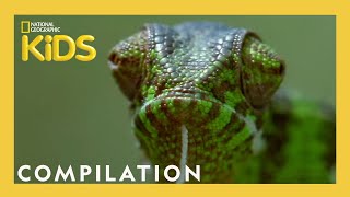 Cute Animals 🥰 vs Funny Animals 🤣  Nat Geo Kids Compilation  natgeokids [upl. by Madelle]