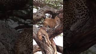 Nature’s Unexpected Twist Leopard Kills and Devours a Cheetah [upl. by Enitsuj]