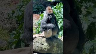 Gorillas perceive rubbernecking as a threat gorillatag gorillas [upl. by Mellisa]