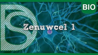 Examen biologie  Zenuwcel deel 1 Zenuwstelsel en spieren [upl. by Medrek]