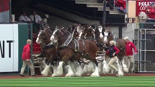 Budweiser Clydesdales take the field at Busch Stadium [upl. by Attennod267]