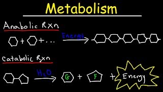 Metabolism Anabolism amp Catabolism  Anabolic vs Catabolic Reactions [upl. by Liuqa]