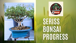 Serissa Bonsai Progress bonsai beautiful garden gardening plants how howto tutorial [upl. by Rorke]