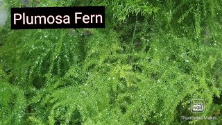 AsparagusPlumosa Fern Care for greenbushy and healthy plantUsed for indoor decoration [upl. by Marylynne506]