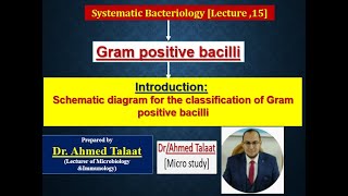 Gram positive bacilli Classification quotMedical microbiology [upl. by Yeung590]