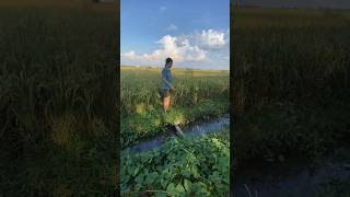 MANCING DI SAWAH DAPAT APA ITU [upl. by Aibara]