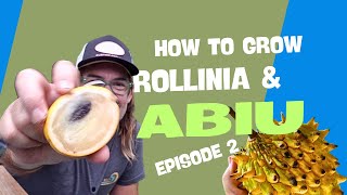 How to grow Rollinia Deliciosa and Abiu from seed  Ep 2 [upl. by Torres]