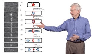 Thomas Pollard Yale University 3 The mechanics of cytokinesis [upl. by Dee Dee724]