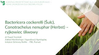 Bactericera cockerelli Šulc Conotrachelus nenuphar Herbst – ryjkowiec śliwowy [upl. by Atinav]