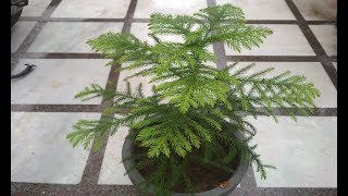 Araucaria Plant Care Hindi  How to Grow amp Care Christmas Tree Plant in Pots  Araucaria Plant [upl. by Tenenbaum]